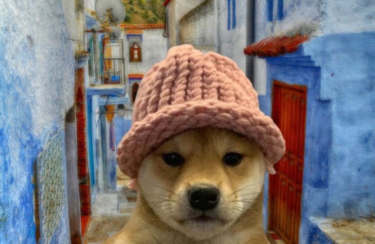 Is DogWifHat Going to Zero? WIF Price Plummets % While Mysterious New Coin Emerges